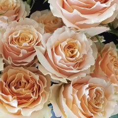 Cream Carpediem Rose Plant