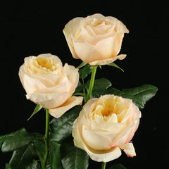 Cream X-Pression Rose Plant