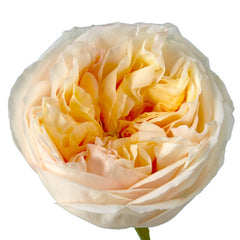 Cream X-Pression Rose Plant