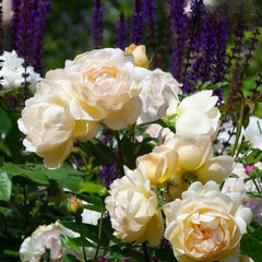 Cream Yves Piaget Rose Plant - Elegant Blooming Rose for Your Garden