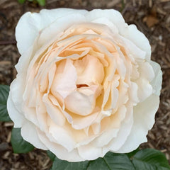 Cream Yves Piaget Rose Plant - Elegant Blooming Rose for Your Garden