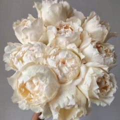 Cream Yves Piaget Rose Plant - Elegant Blooming Rose for Your Garden