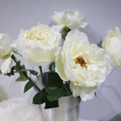 Cream Yves Piaget Rose Plant - Elegant Blooming Rose for Your Garden