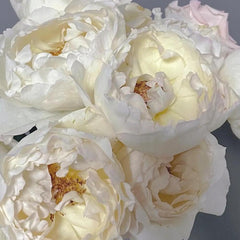 Cream Yves Piaget Rose Plant - Elegant Blooming Rose for Your Garden