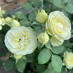 Creamy Eden Rose Plant - Beautiful Blooming Rose for Your Garden