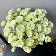 Creamy Eden Rose Plant - Beautiful Blooming Rose for Your Garden