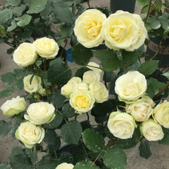 Creamy Eden Rose Plant - Beautiful Blooming Rose for Your Garden