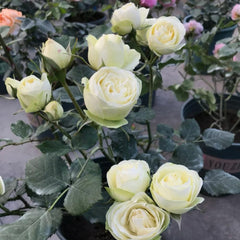 Creamy Eden Rose Plant - Beautiful Blooming Rose for Your Garden