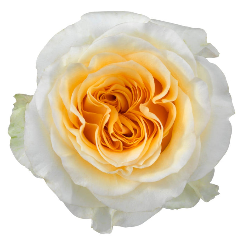 Creamy Reeva Rose Plant