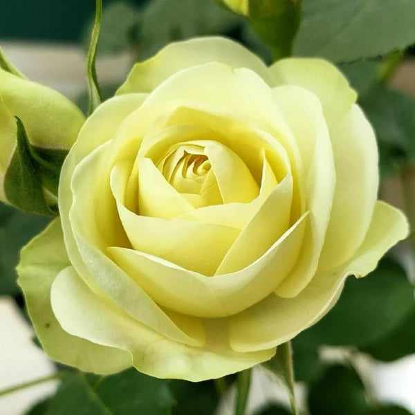 Creamy Eden Rose Plant - Beautiful Blooming Rose for Your Garden – Rose ...