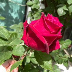 Crimson Glory Rose Plant