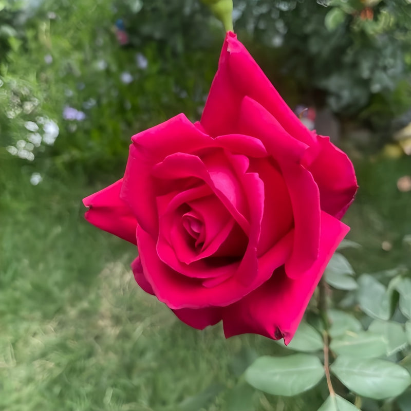 Crimson Glory Rose Plant