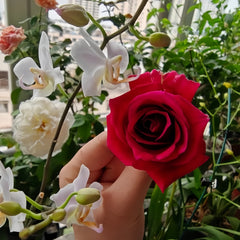 Crimson Glory Rose Plant