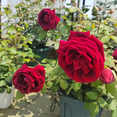 Crimson Glory Rose Plant