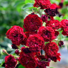 Crimson Siluetta Rose Plant