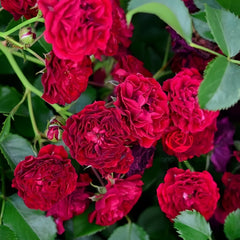 Crimson Siluetta Rose Plant