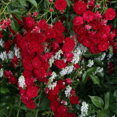 Crimson Siluetta Rose Plant