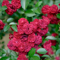 Crimson Siluetta Rose Plant