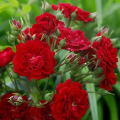 Crimson Siluetta Rose Plant