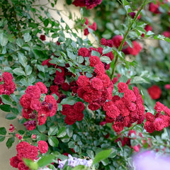 Crimson Siluetta Rose Plant