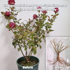 Crimson Siluetta Rose Plant