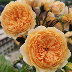 Crown Princess Margareta Rose | Exquisite Floribunda Rose Plant