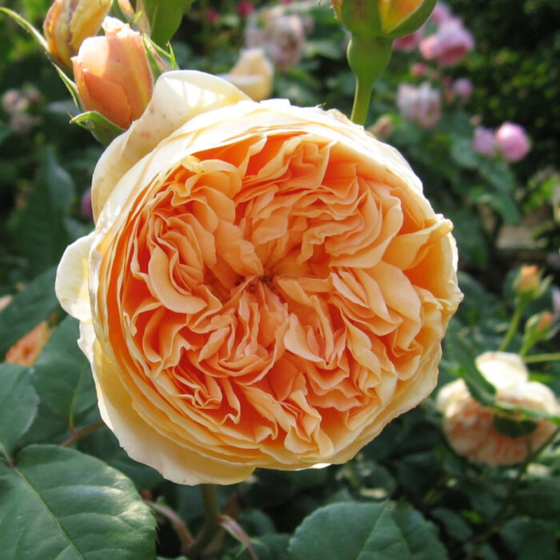 Crown Princess Margareta Rose | Exquisite Floribunda Rose Plant