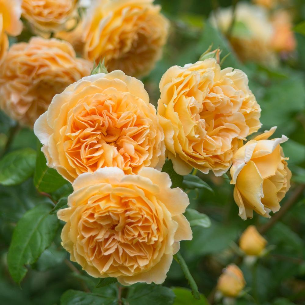 Princess Rose Crown Princess Margareta Rose | Exquisite Floribunda Rose Plant – Rose ...