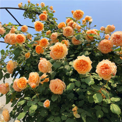 Crown Princess Margareta Rose | Exquisite Floribunda Rose Plant