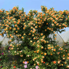 Crown Princess Margareta Rose | Exquisite Floribunda Rose Plant