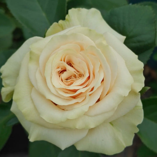 Cute Enigma Rose Plant|可爱的迷