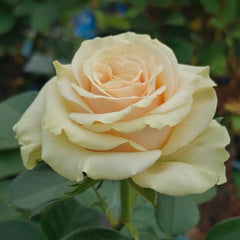 Cute Enigma Rose Plant|可爱的迷