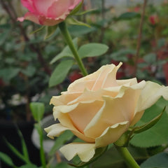 Cute Enigma Rose Plant|可爱的迷