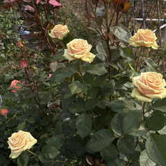 Cute Enigma Rose Plant|可爱的迷