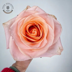 Cut rose Tiffany Rose Plant｜切花蒂芙尼