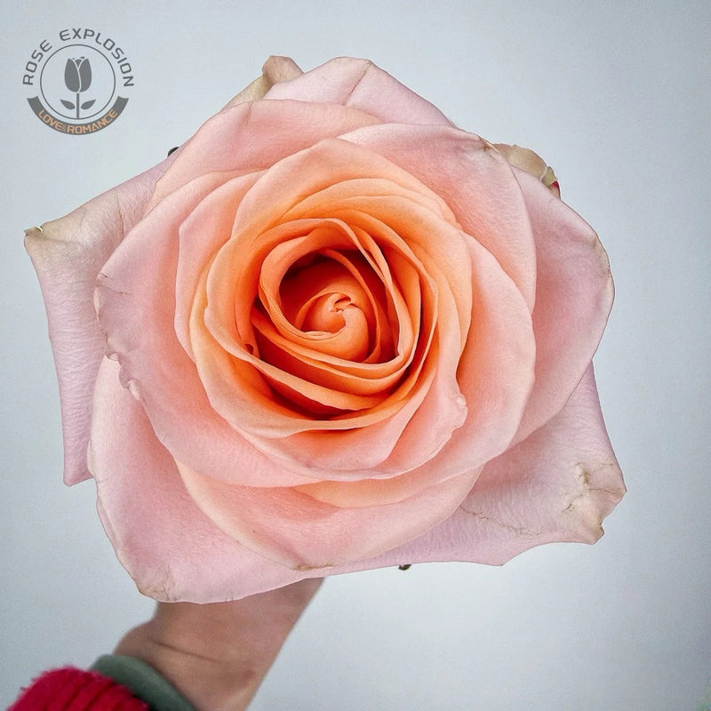 Cut rose Tiffany Rose Plant｜切花蒂芙尼
