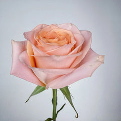 Cut rose Tiffany Rose Plant｜切花蒂芙尼