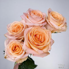 Cut rose Tiffany Rose Plant｜切花蒂芙尼