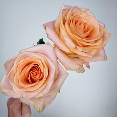 Cut rose Tiffany Rose Plant｜切花蒂芙尼