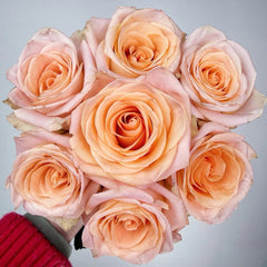 Cut rose Tiffany Rose Plant｜切花蒂芙尼