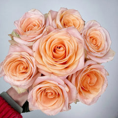 Cut rose Tiffany Rose Plant｜切花蒂芙尼