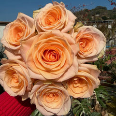 Cut rose Tiffany Rose Plant｜切花蒂芙尼