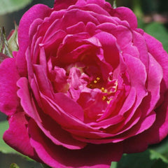 Cybelle Rose Plant