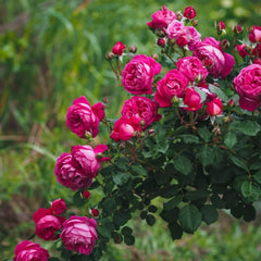 Cybelle Rose Plant