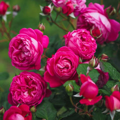 Cybelle Rose Plant