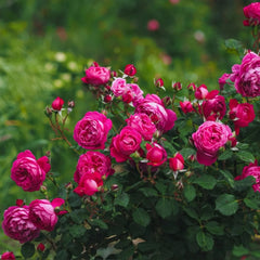 Cybelle Rose Plant