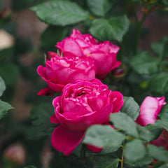 Cybelle Rose Plant