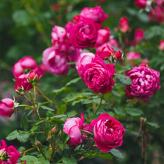 Cybelle Rose Plant