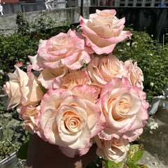 Cynthia Rose Plant