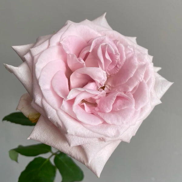 DAlnty parfum Rose